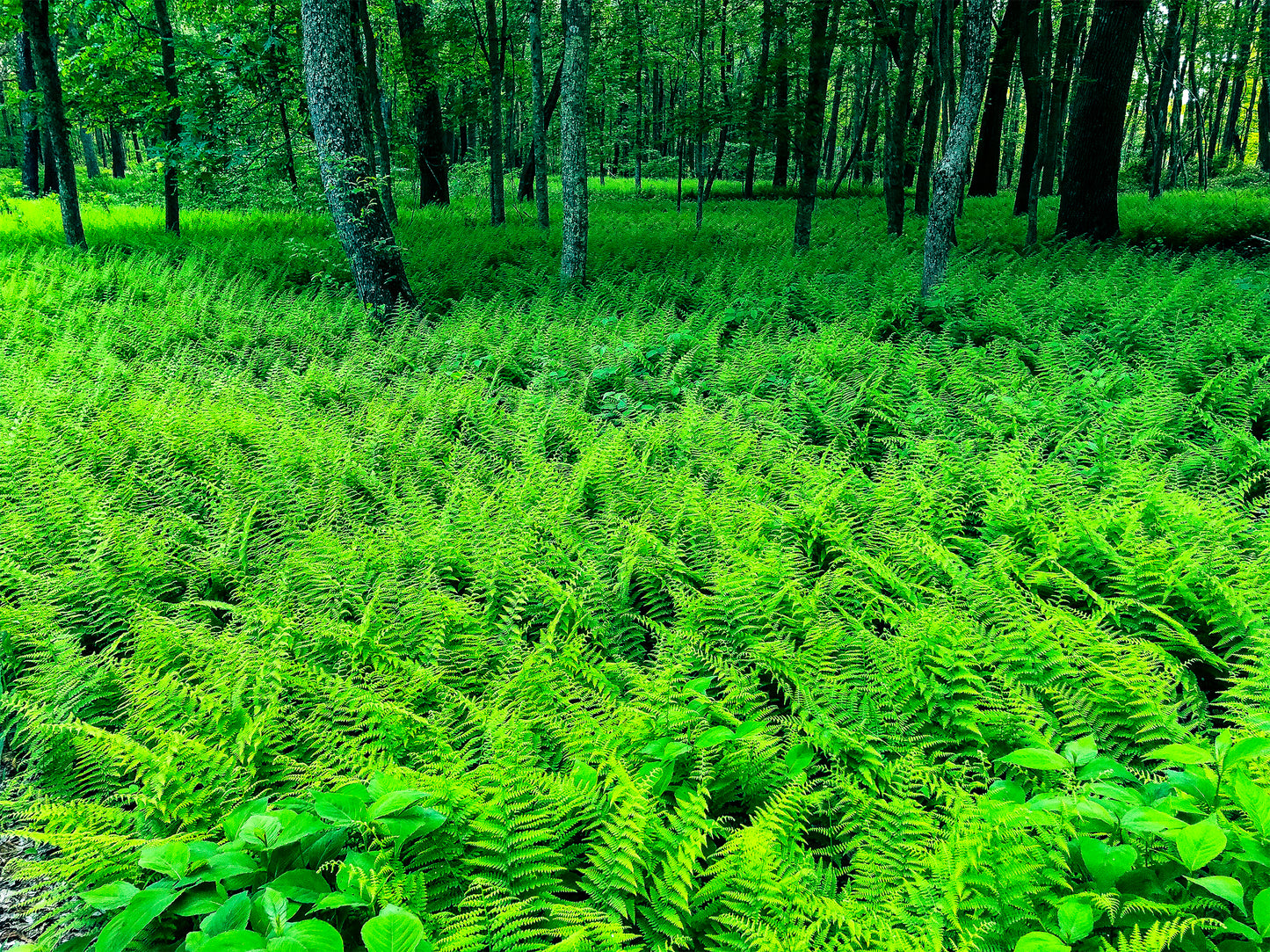 “Tinker Ferns” — Lyme, CT