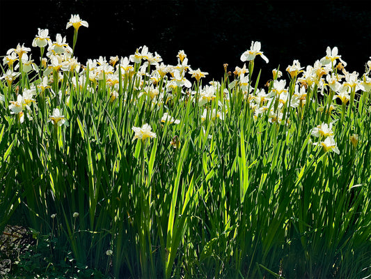 “Annie's Iris” — Lyme, CT