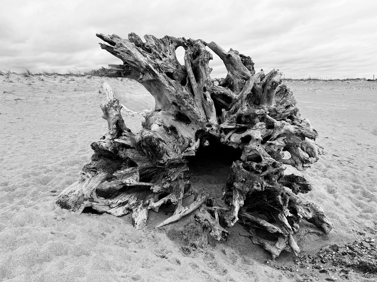 “Napatree Driftwood” — Watch Hill, RI