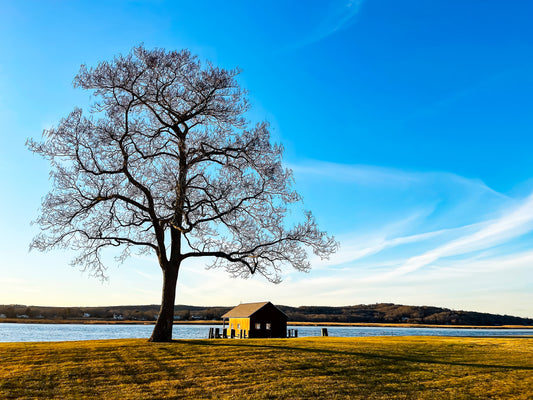 “Lonesome Tree” — Lyme, CT